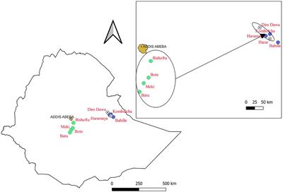 Potential food safety risks in tomato value chains in urban settings of Eastern Ethiopia: a qualitative investigation